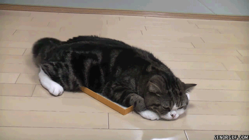 funny-gifs-disappointed-maru.gif