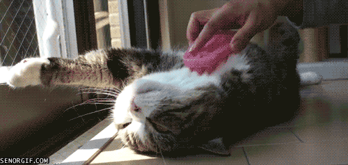 maru-brushing-cat