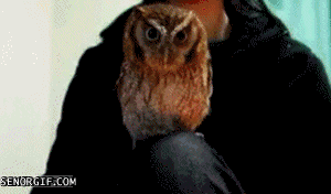 baby-tiny-pet-owl.gif