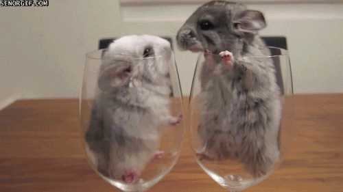 Bon Jeudi Hampsters-in-wine-glasses