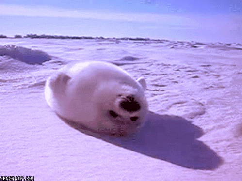 [Bild: animal-baby-seal-gif.gif]